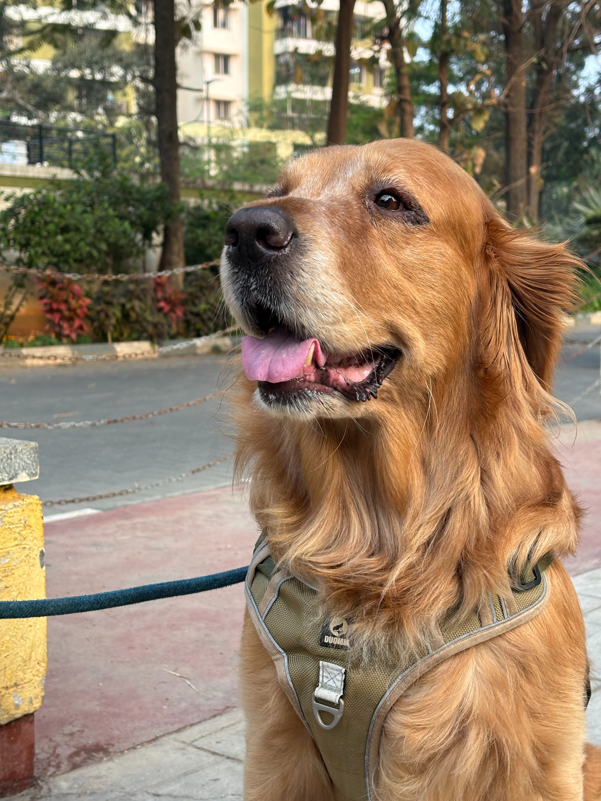 Gourav Garg's pet