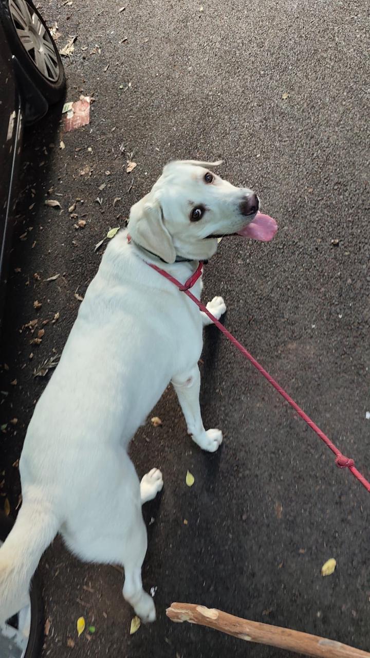 D V Mrunal's pet