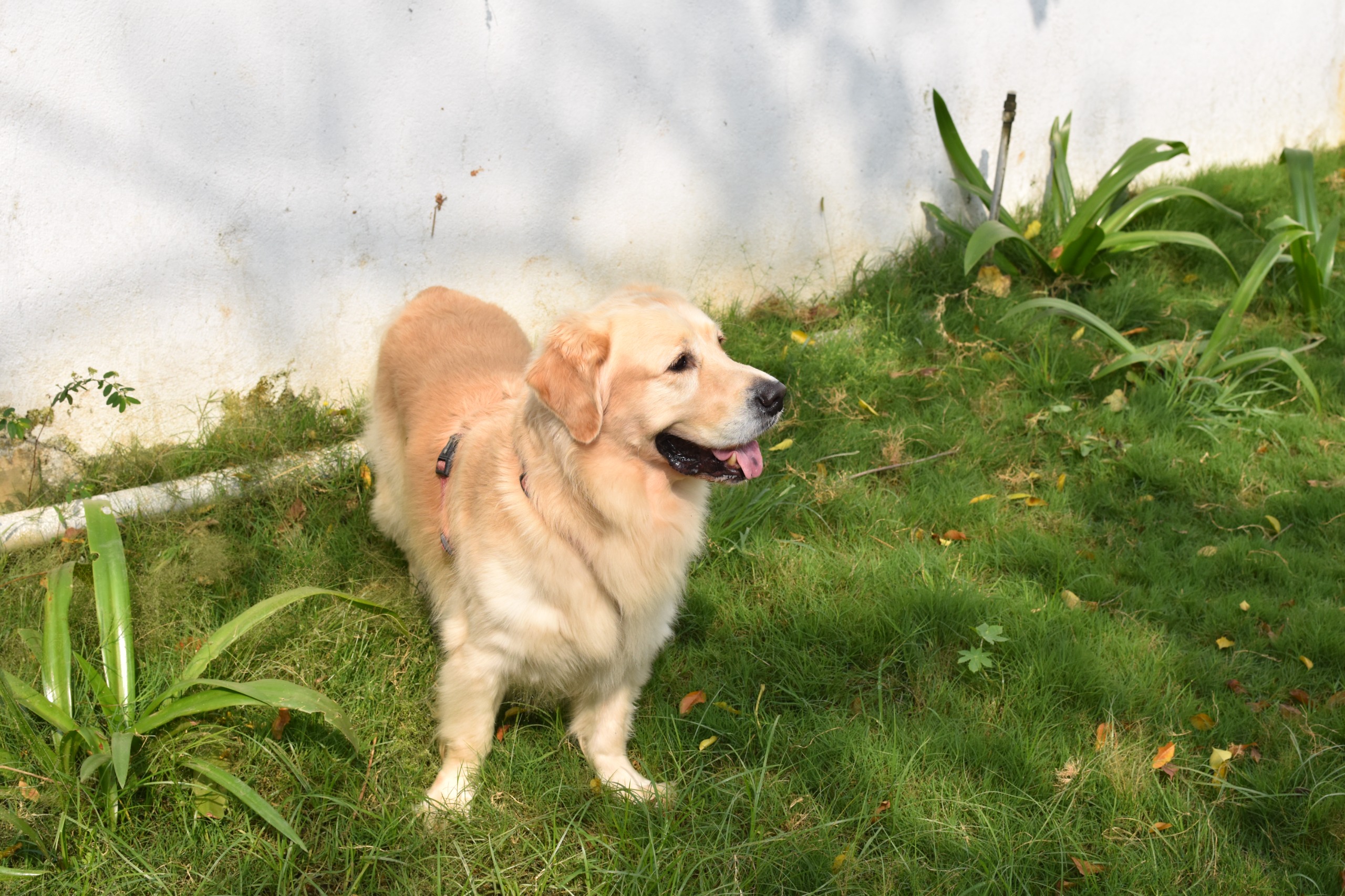 Rohan Jain's pet