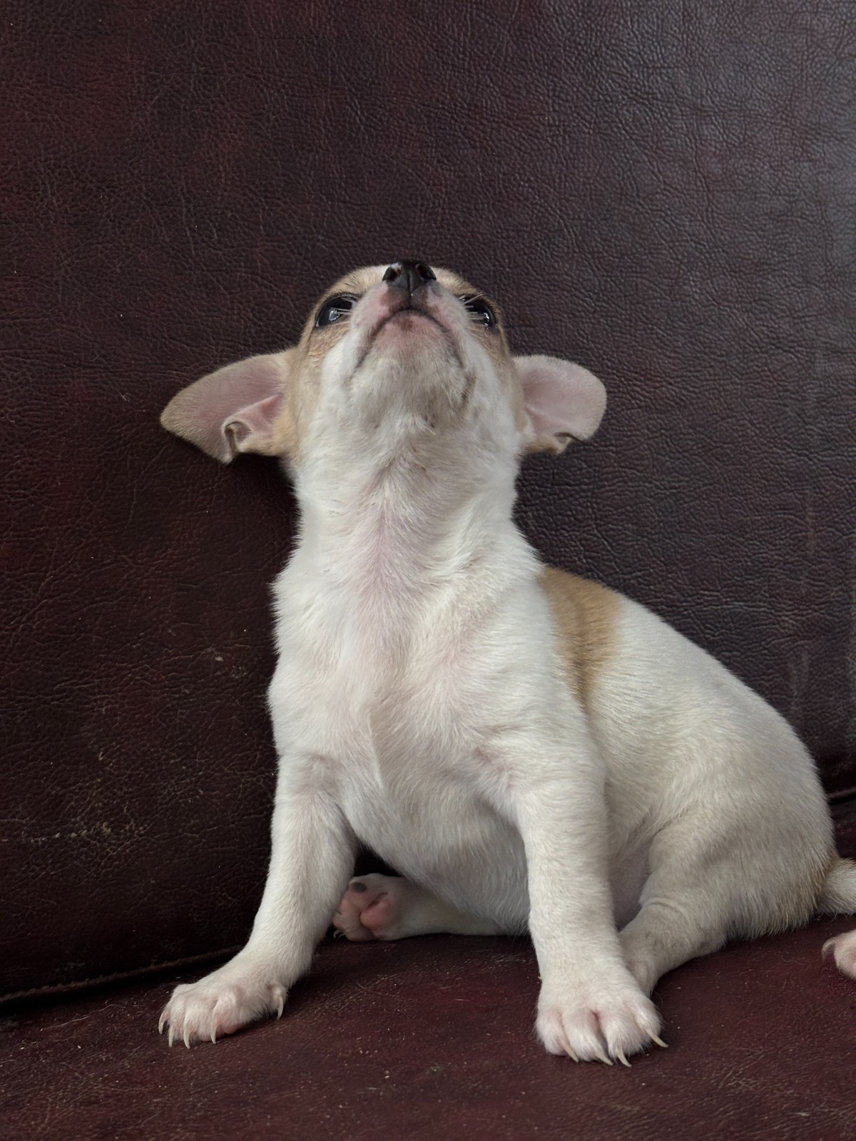 Vishnu RK's pet